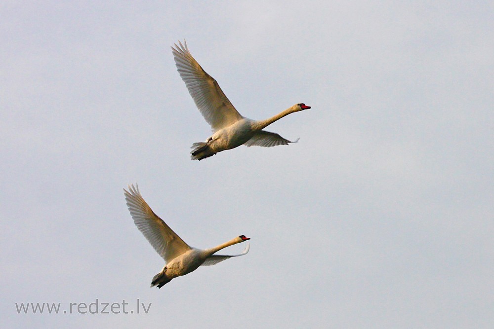 Mute swans in flight