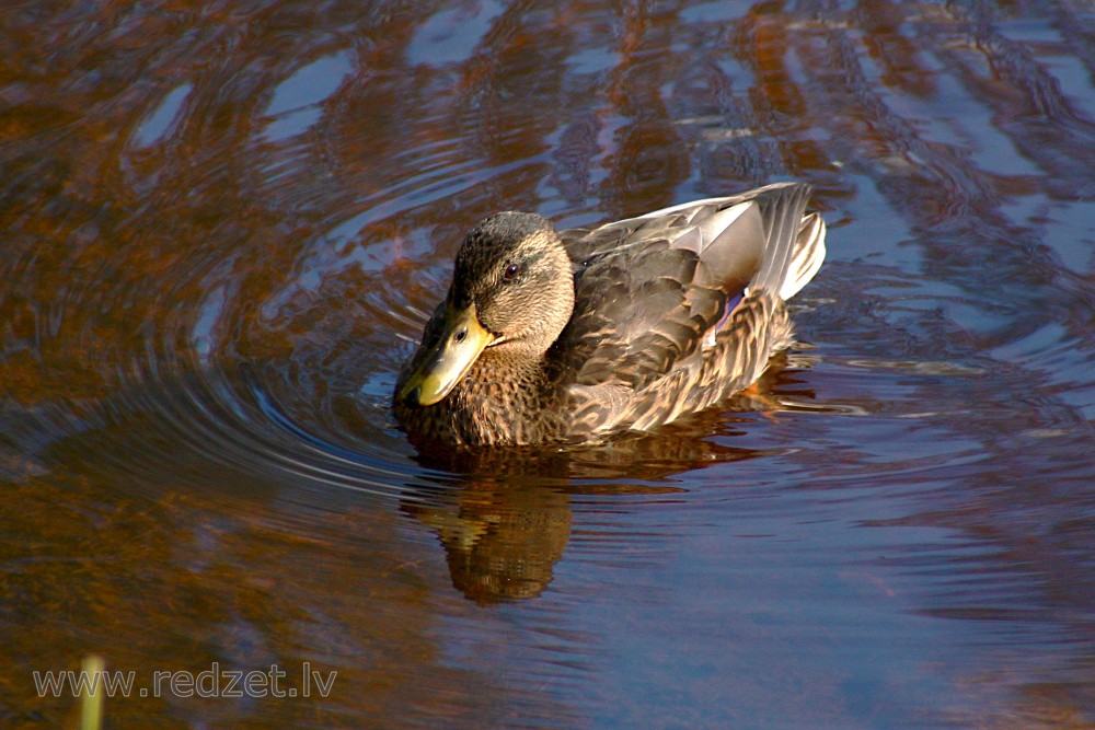 Female mallard