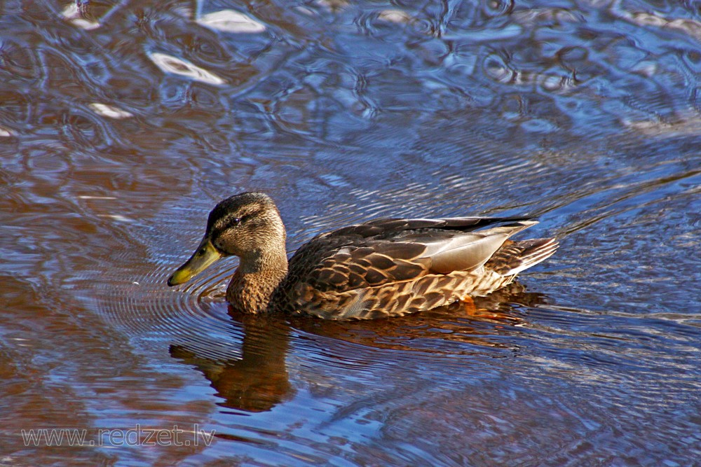 Female mallard