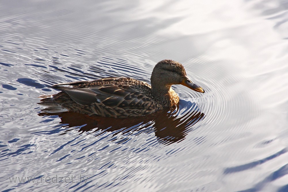 Female mallard