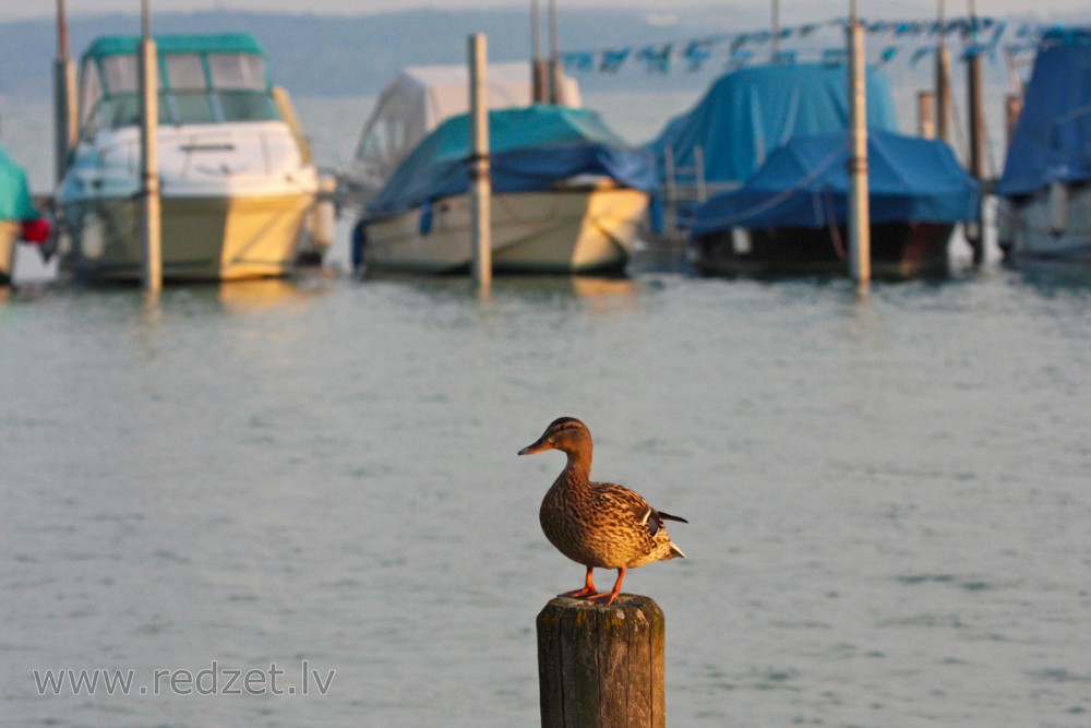 Mallard Duck