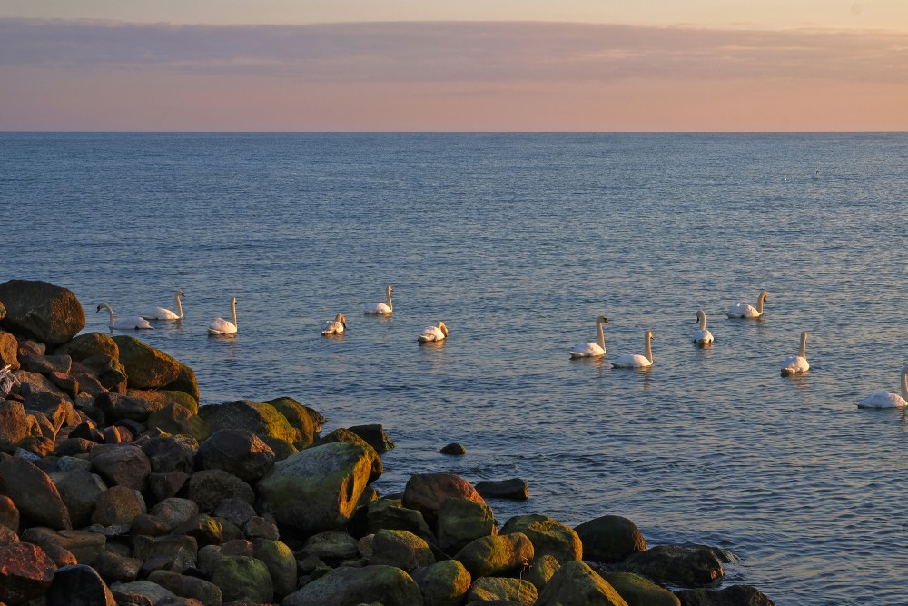 Swans At Pāvilosta Pier