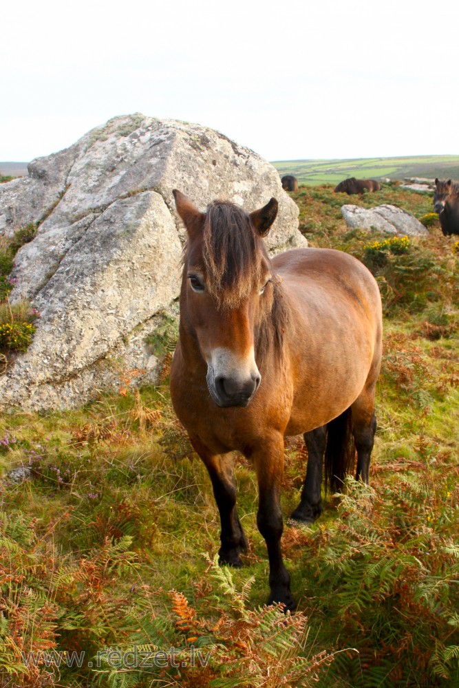 Horse in pasture