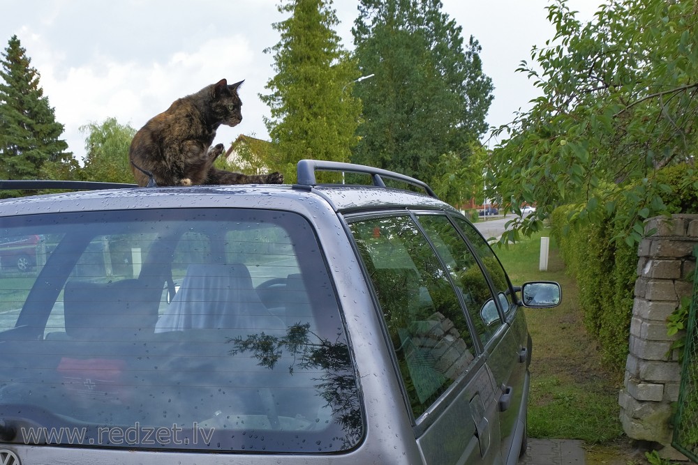 Boss on roof