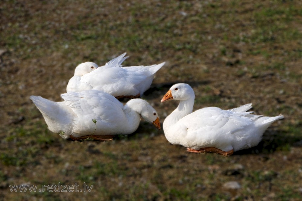 Domestic geese