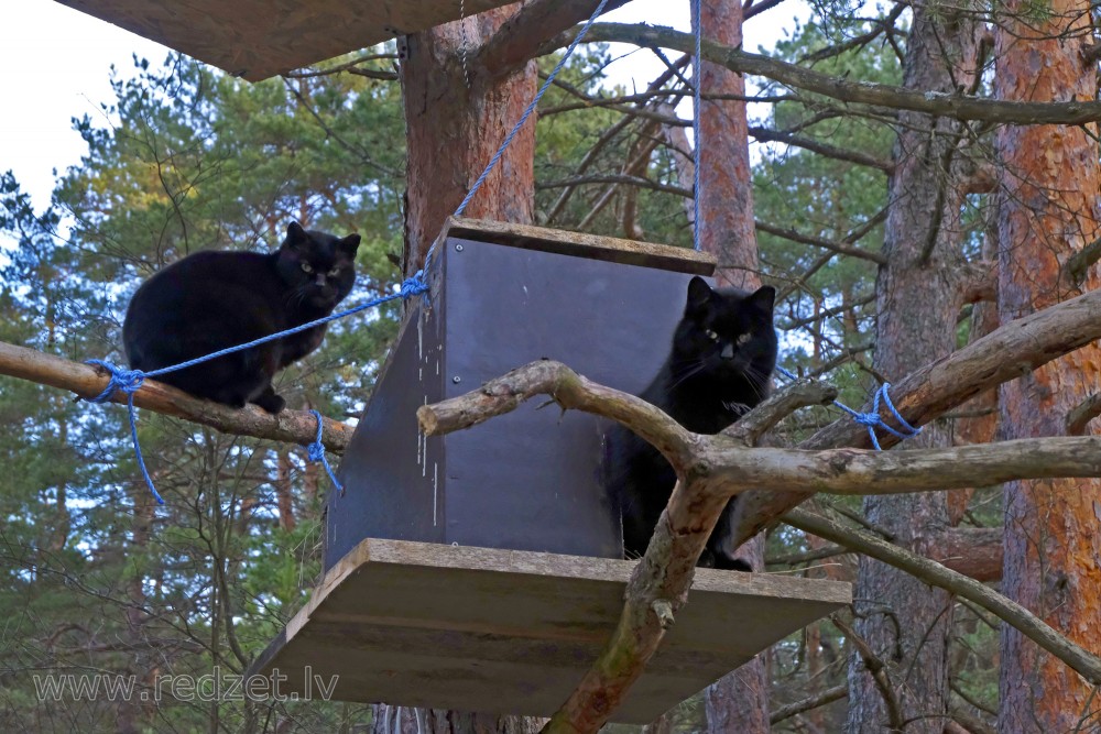 Black Cats in Tree