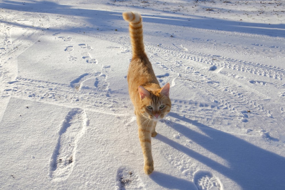 Ruds kaķis ziemā