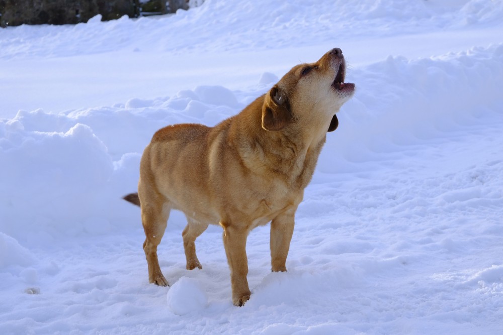 Barking Dog in Winter