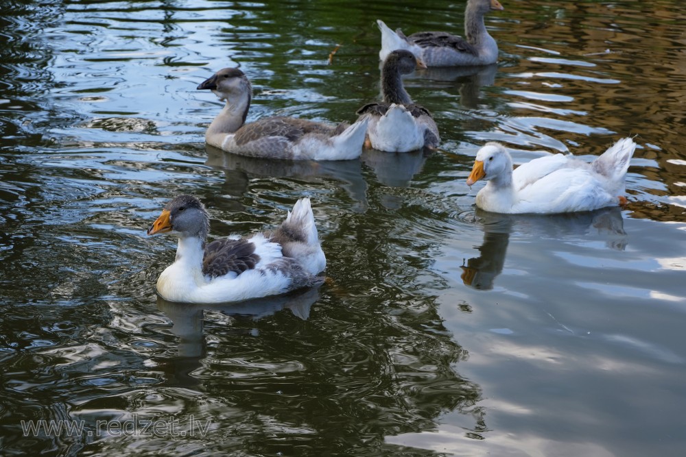 Domestic geese swimming