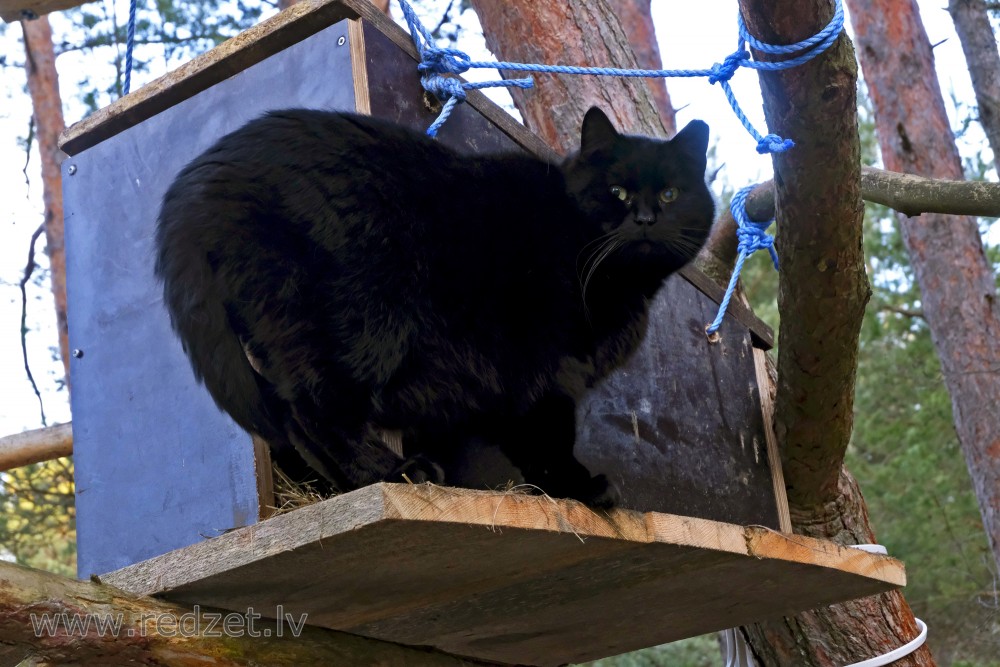 Black Tomcat at his Home