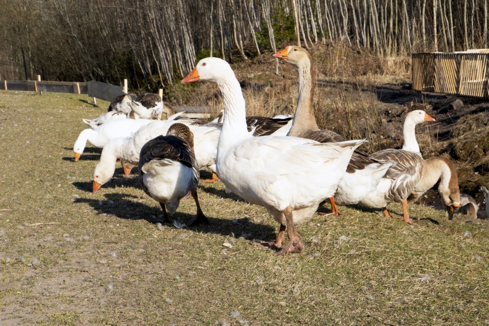 Mājas zosis pagalmā