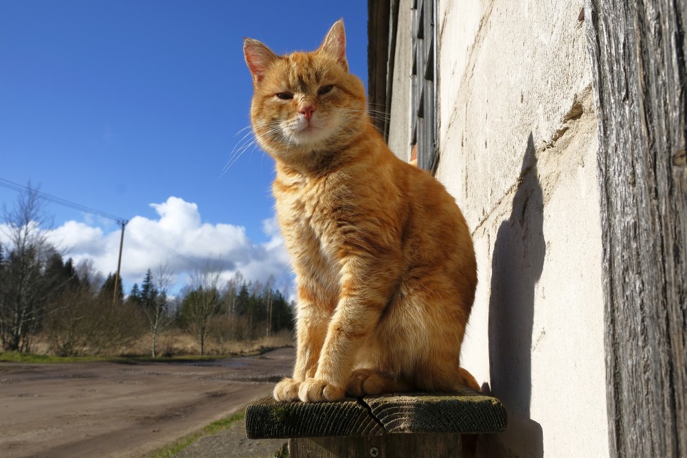 Sitting Cat