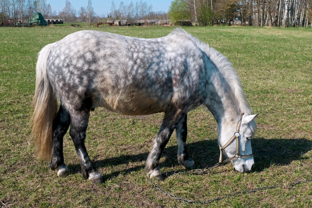 Ponijs, JSK "Princis"