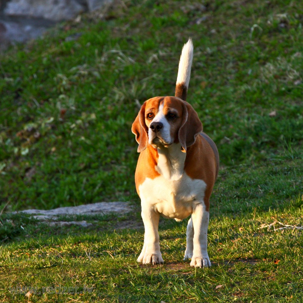 Beagle is Watching