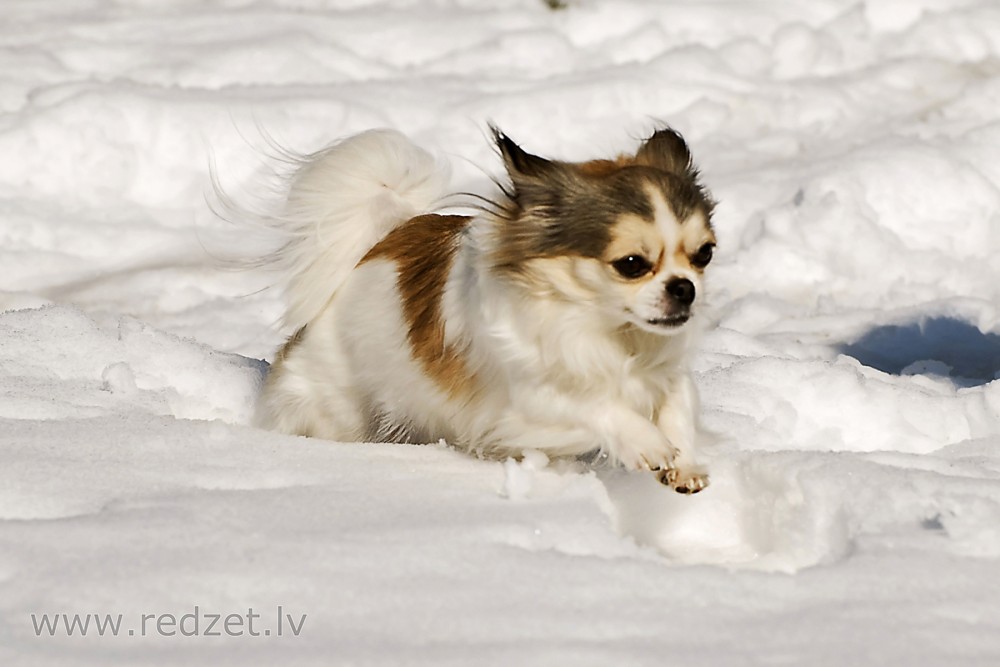 Skrējiens pa sniegu