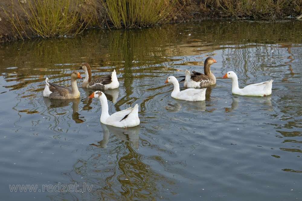 Geese in the pond