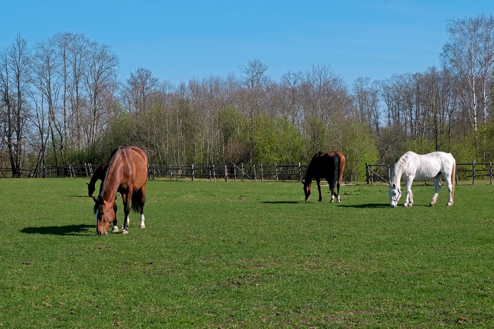 Horses of Equestrian Sports Club "Princis"
