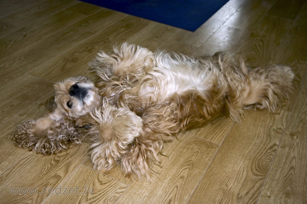 Amerikāņu kokerspaniels