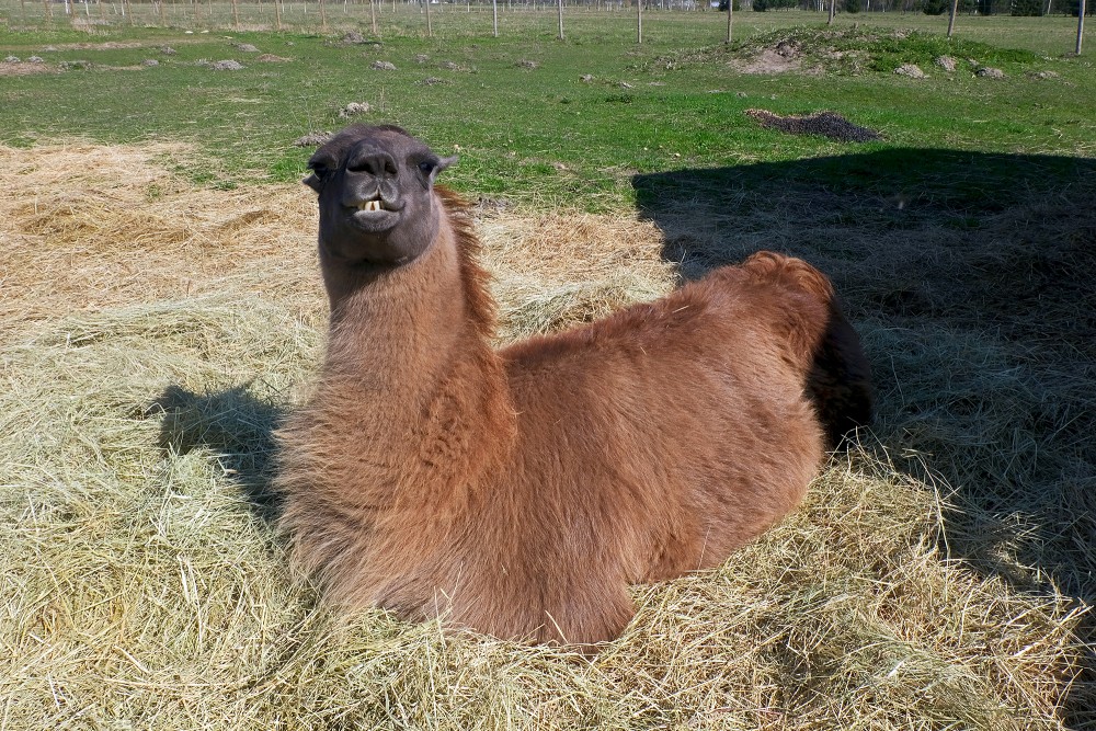 Lama Dūms, mini ZOO "Lauku sēta"