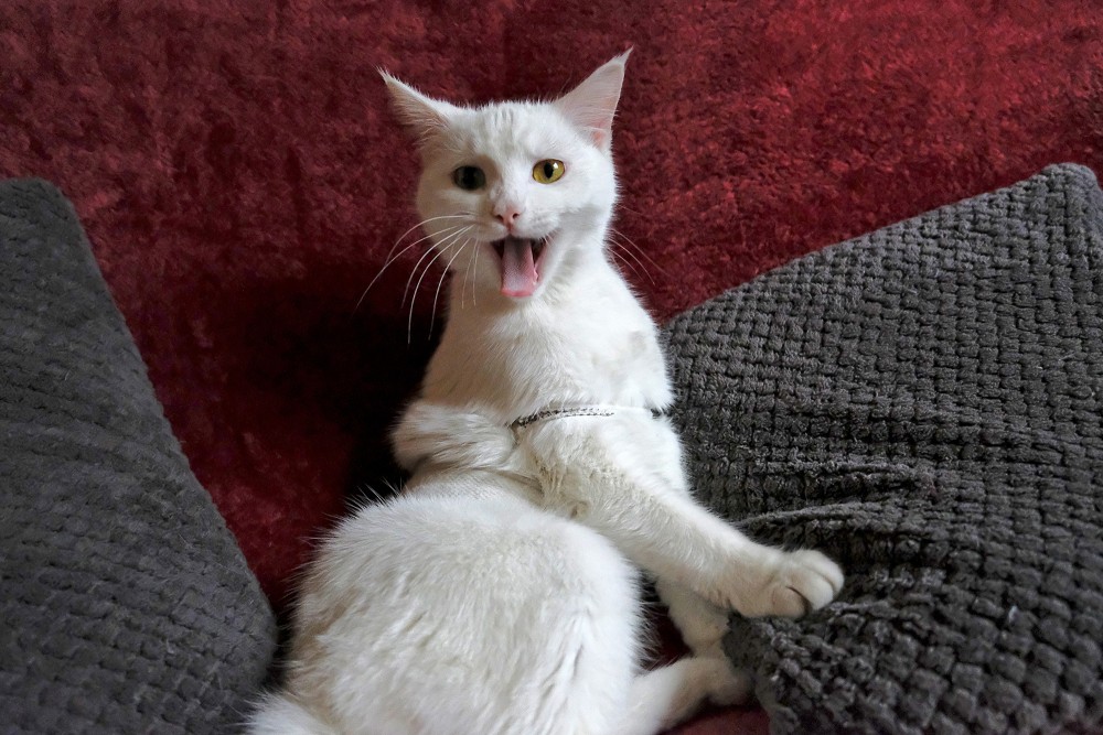 The Yawning Cat