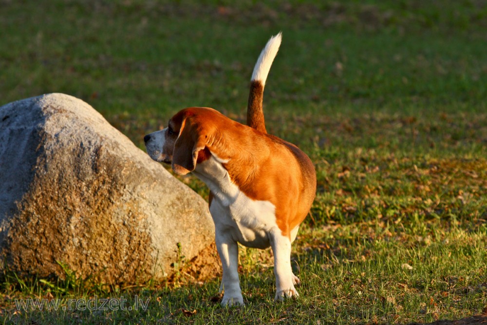 Beagle