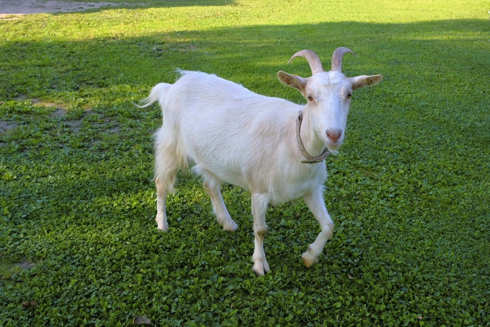 Kaza