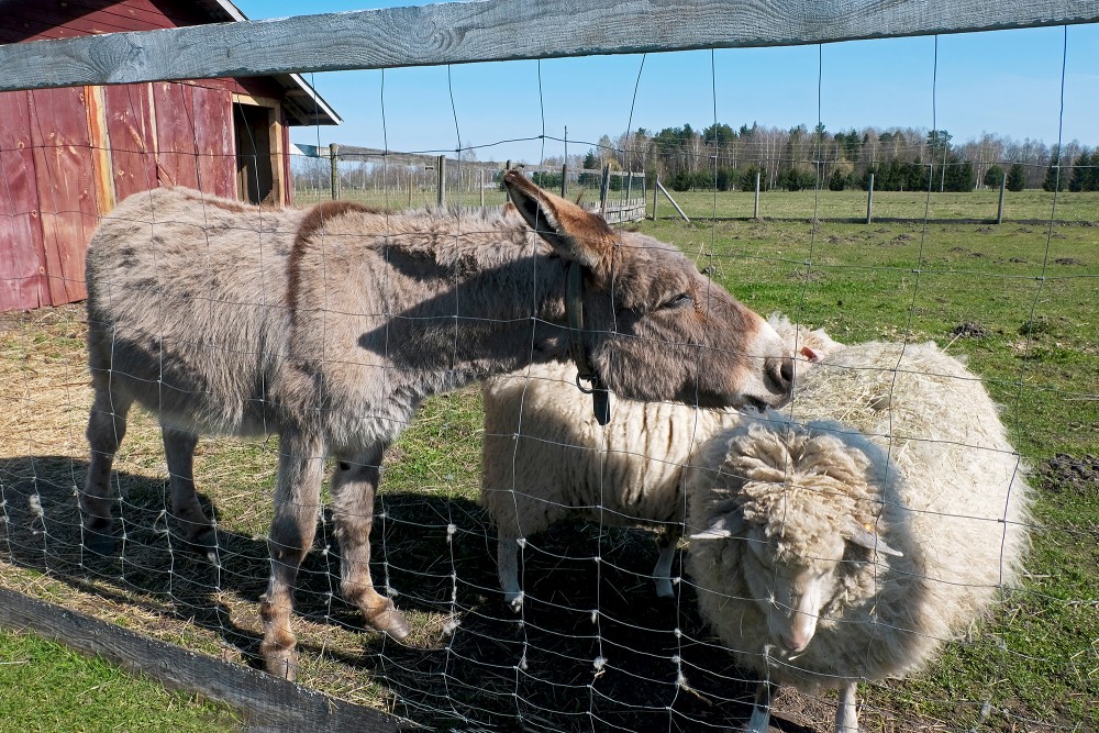 Ēzelītis un vācu purva aitas, mini ZOO "Lauku sēta"