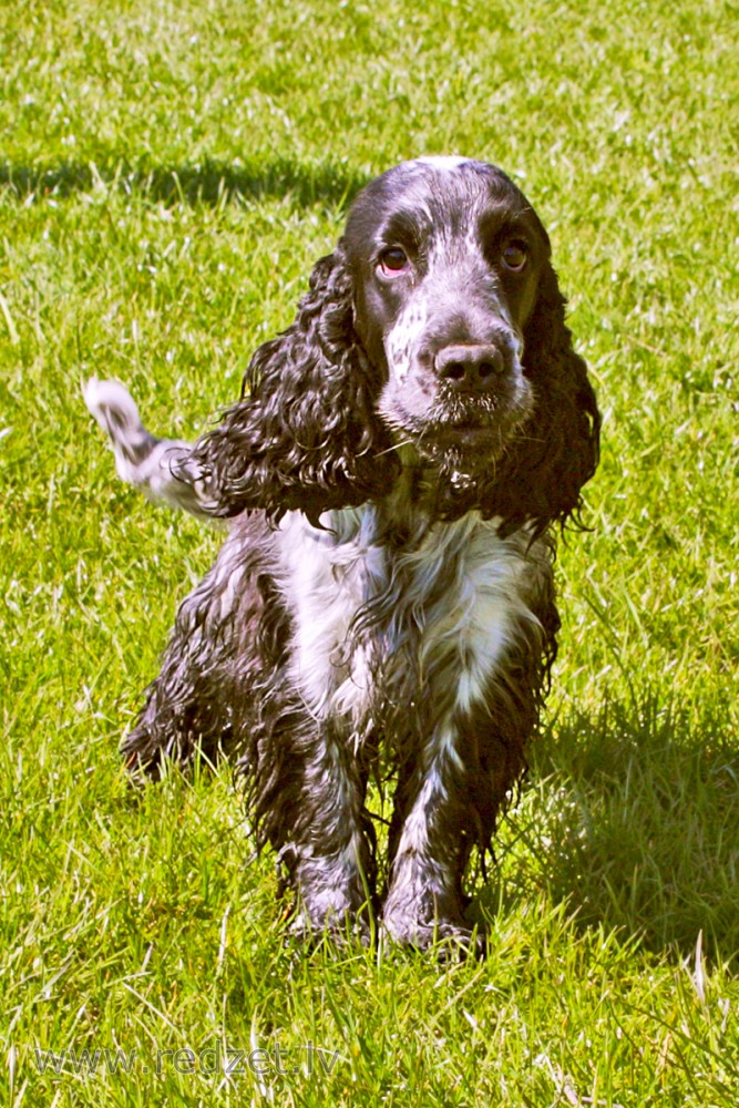 Angļu kokerspaniels