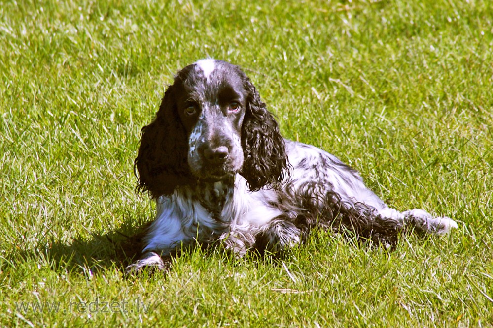 Angļu kokerspaniels