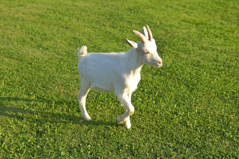 Kazlēns