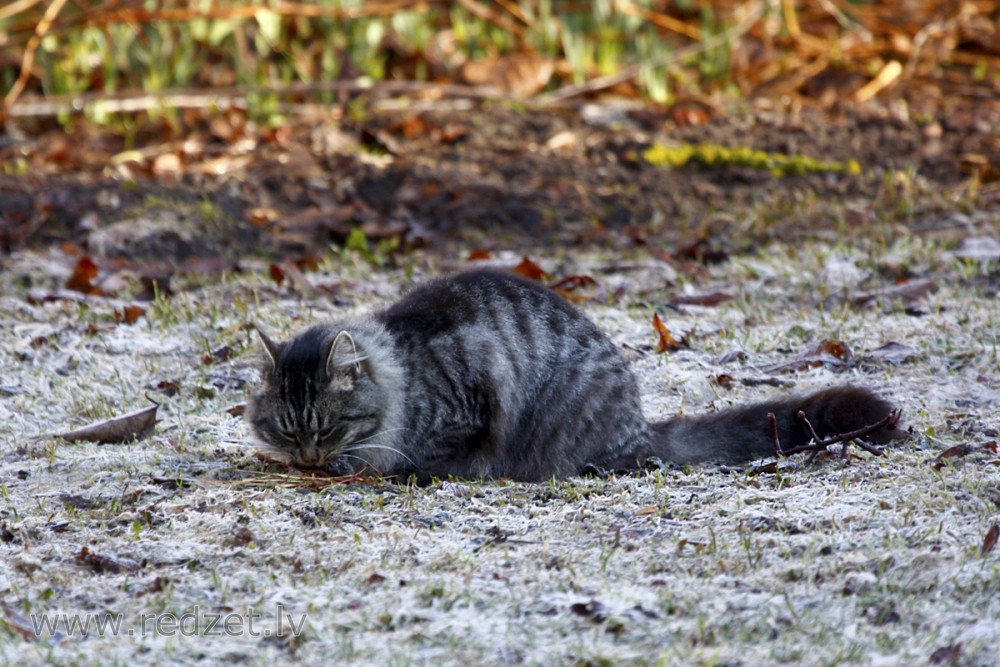 Mājas kaķis (Felis silvestris catus) notiesā noķerto peli