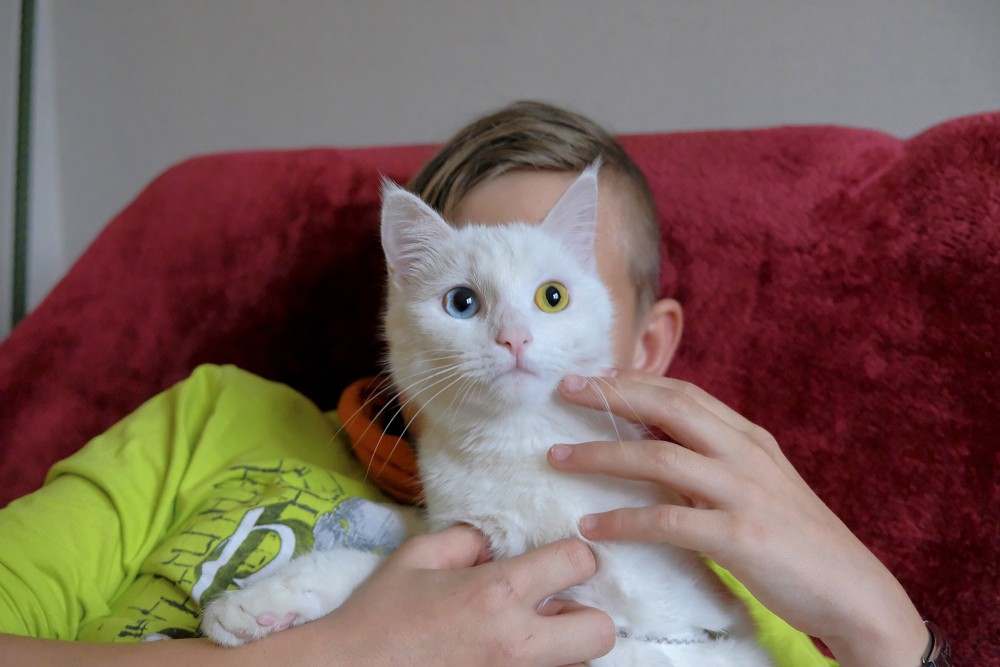 Cats With Different Colored Eyes