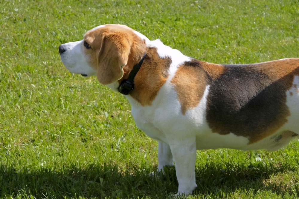 Bīgls tuvplānā