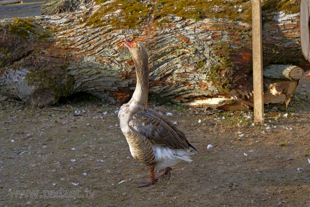 Kholmogory Goose