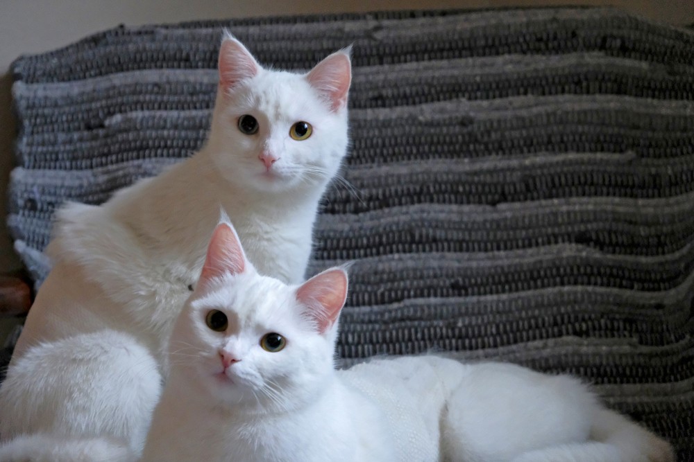 Two White Cats