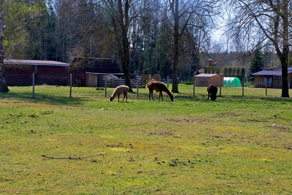 Lamas, mini Zoo "Lauku sēta"