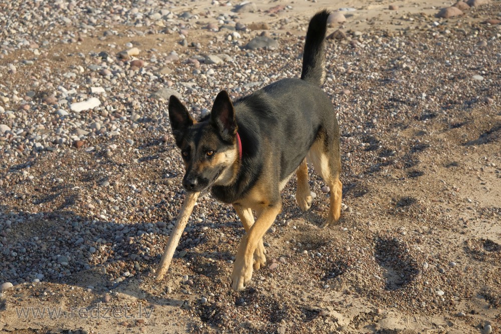 Dog on the Seashore