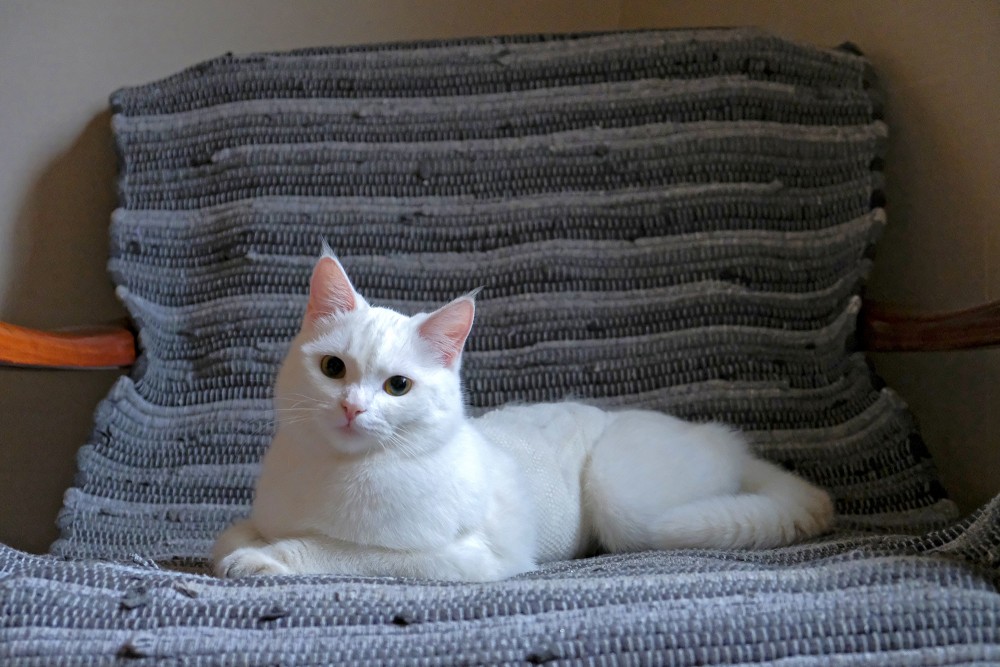 A Cat on a Chair