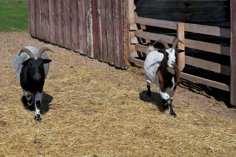 Holandes pundurkazas, mini Zoo "Lauku sēta"