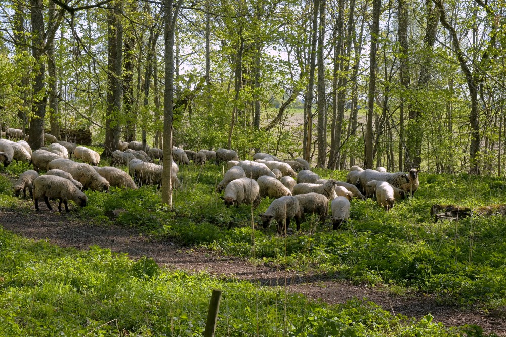 Aitas ganās Pilkalnes muižas parkā