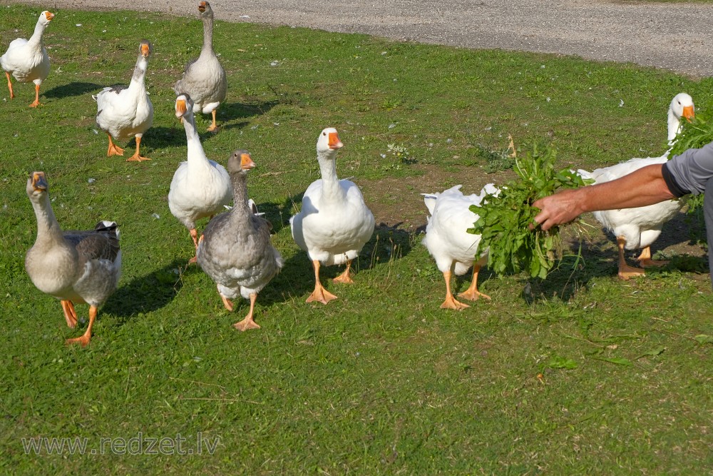 Geese Eat Dandelion Leaves from Hand