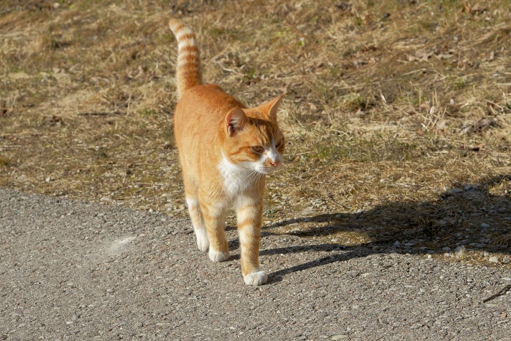 Red Cat Walking