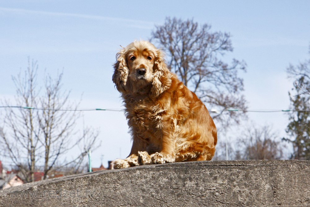 Amerikāņu kokerspaniels (American Cocker Spaniel)