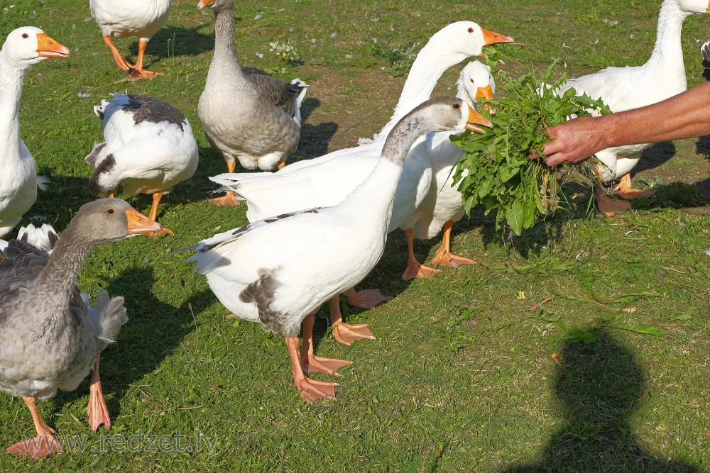 Geese Eat Dandelion Leaves from Hand