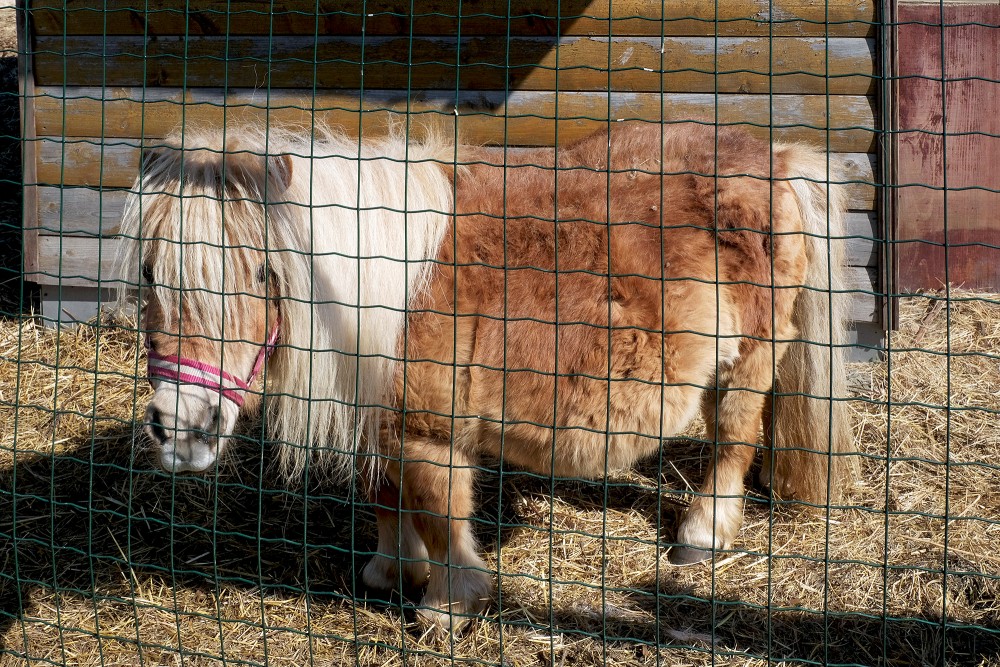 Falabella ķēve Olīvija, mini ZOO "Lauku sēta"