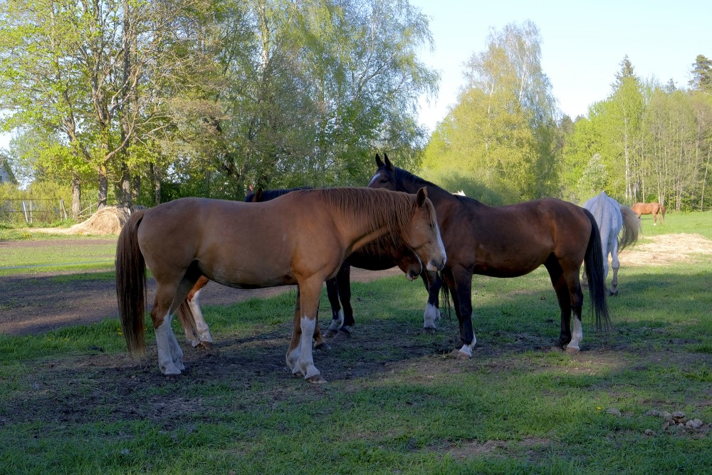 Mājas zirgi stāv zaļā ganībās pie koku ieskautas pļavas