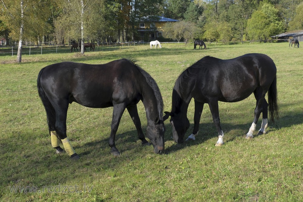 LLU Horse-Breeding Training Centre Mušķi Horses