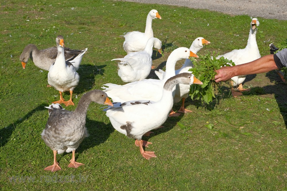 Geese Eat Dandelion Leaves from Hand