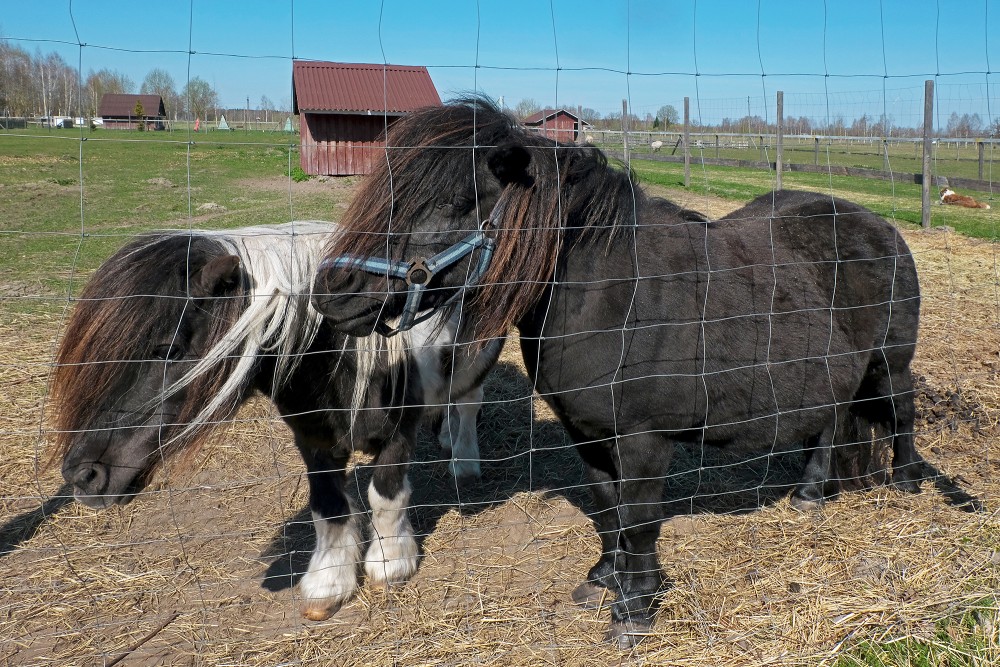 Šetlandes poniji Zamira un Zorāns, mini ZOO "Lauku sēta"