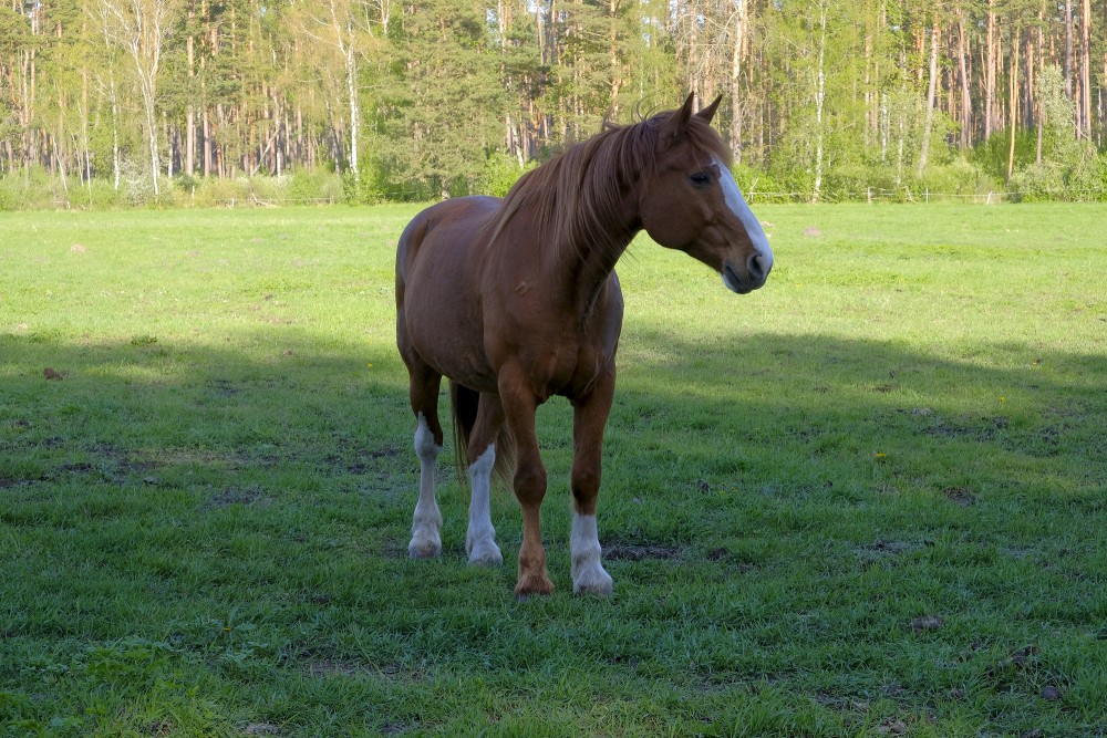 Brūns zirgs pļavā pie meža malas